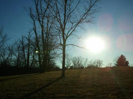 Sun in the Trees by Laur-Kay