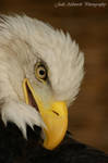 Eagle 1 by dark-angel-11309