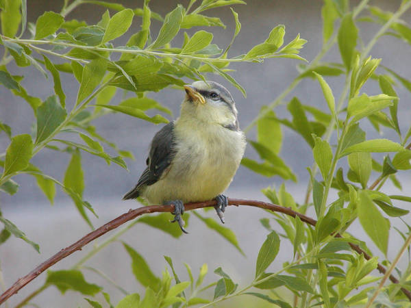 little bird by two-ladies-stocks