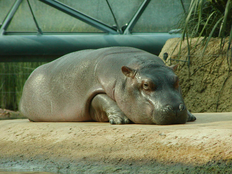 little hippo II by two-ladies-stocks
