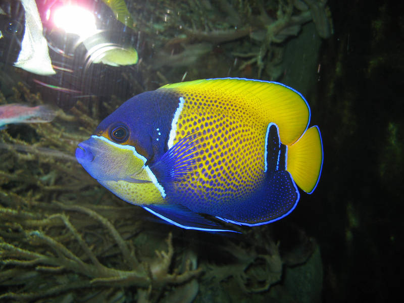 coloured fish by two-ladies-stocks