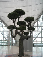 thai bonsai by two-ladies-stocks