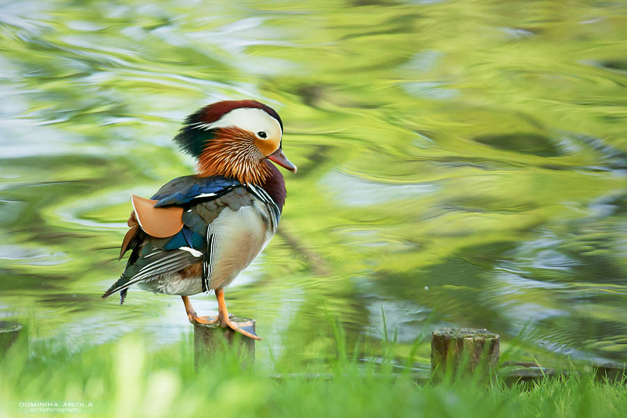 Mandarin Duck by DominikaAniola