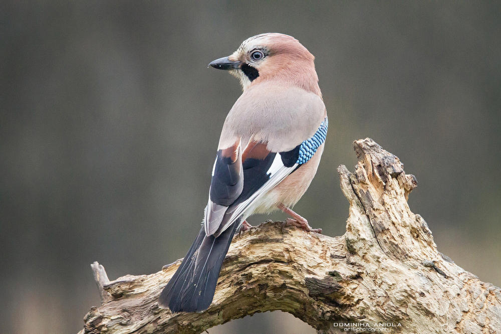 Eurasian Jay by DominikaAniola