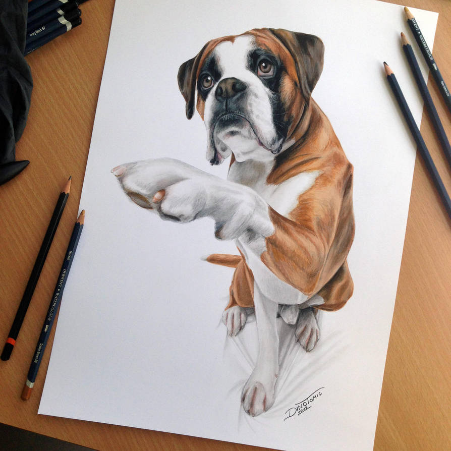 Dog color pencil drawing by atomiccircus