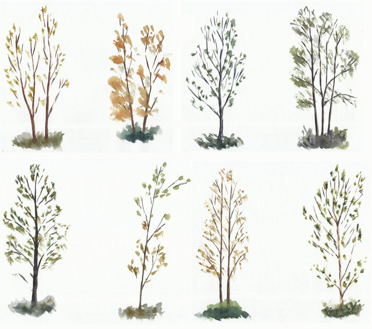 Trees studies/sketches by tulvit
