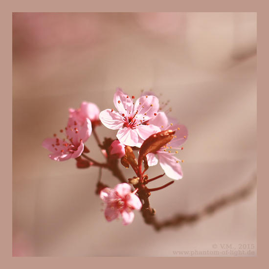 :: welcome spring 2015 :: by Phantom-of-light