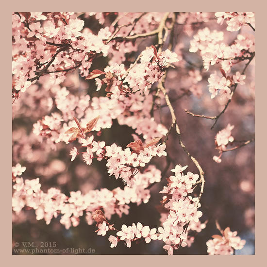:: vintage blossom :: by Phantom-of-light