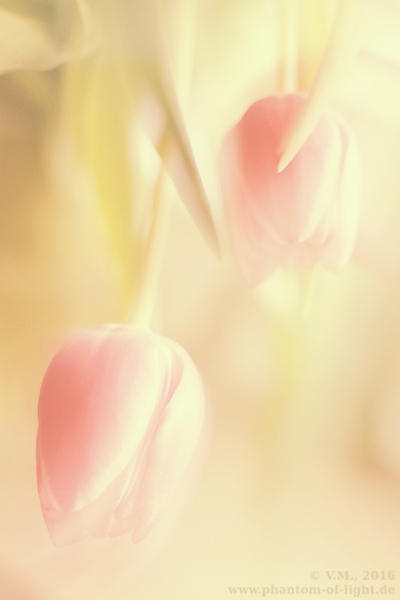 :: pink tulips :: by Phantom-of-light