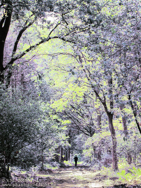 :: color change.forest :: by Phantom-of-light