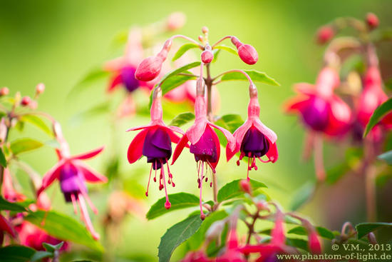 :: fuchsia :: by Phantom-of-light