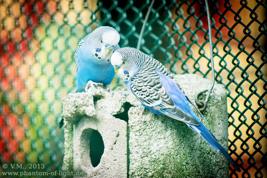 :: parrot :: by Phantom-of-light