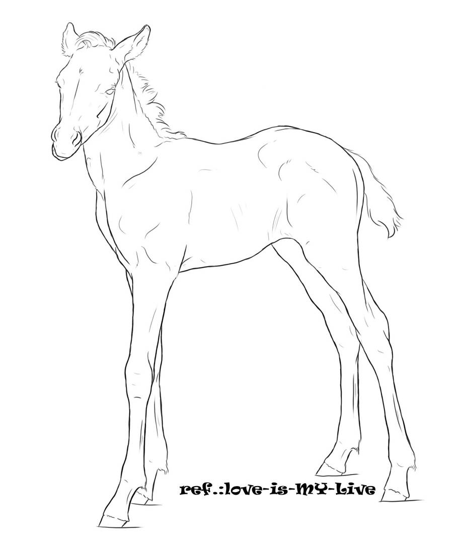 foal line 1 by Pashiino