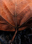 macro leaf10 by gypsybeach1