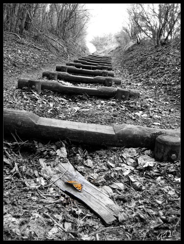 Butterfly Path by AdamTSC