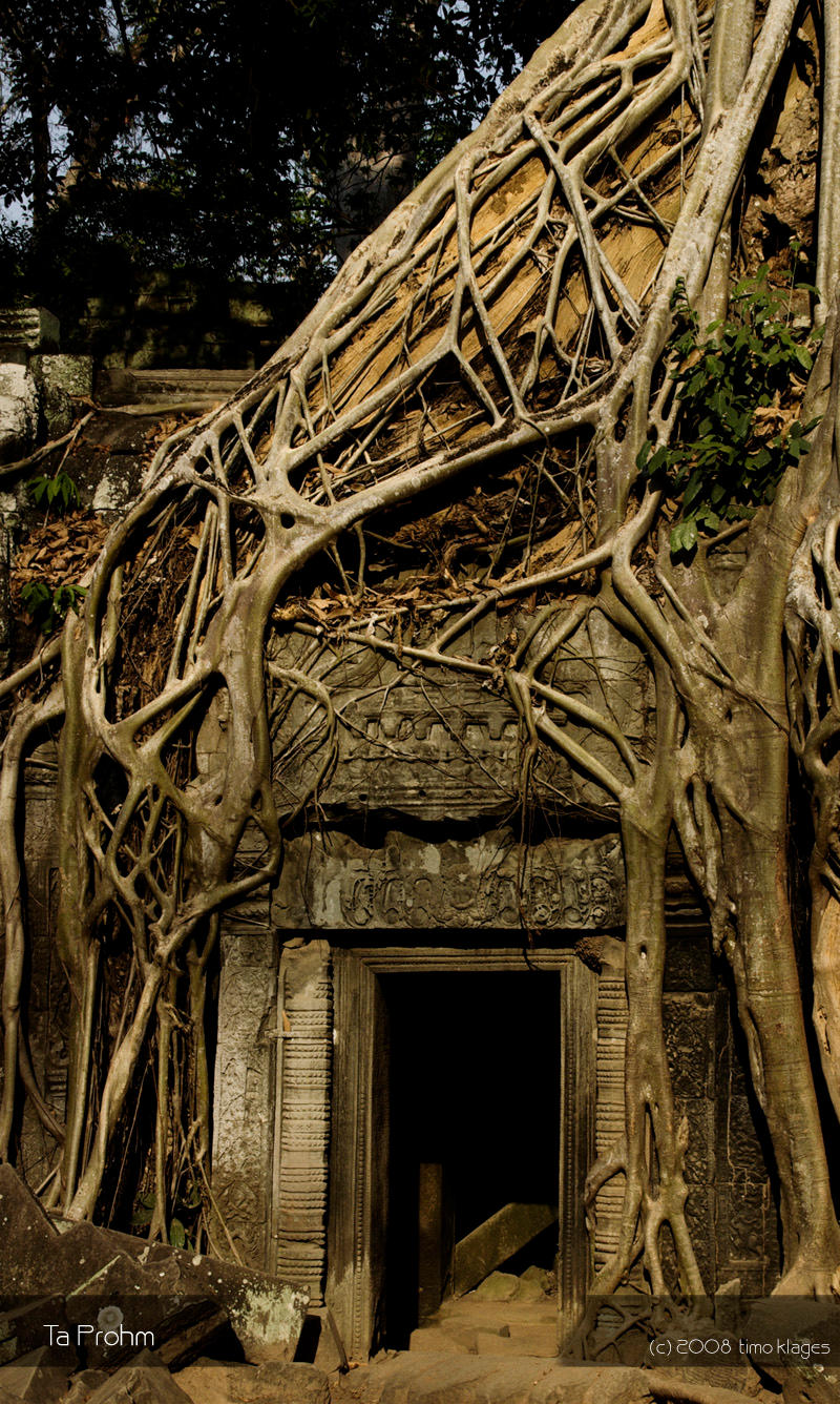 Ta Prohm by tK78