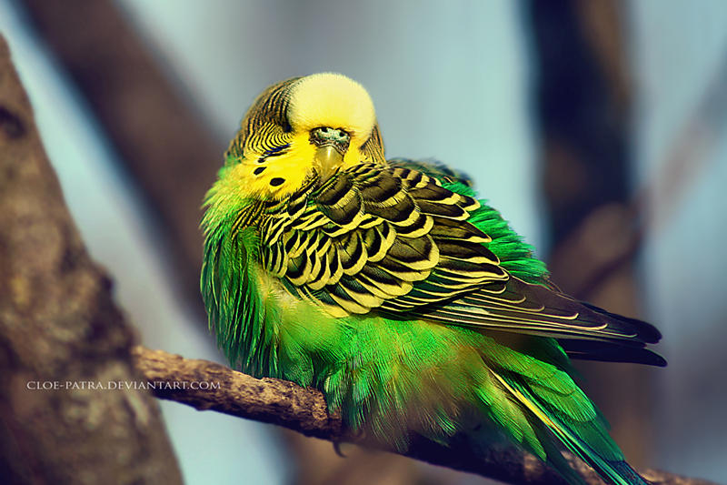 budgie by cloe-may