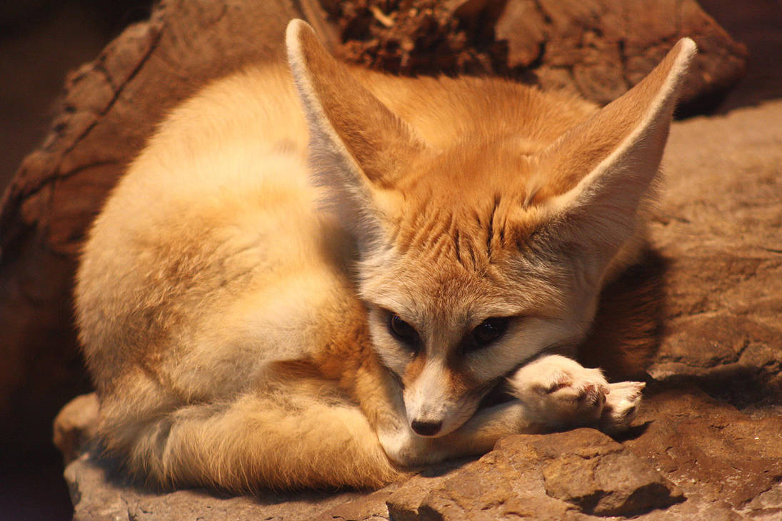 fennec by cloe-may fennec by cloe-may