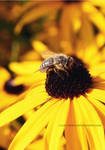 bee V by cloe-may
