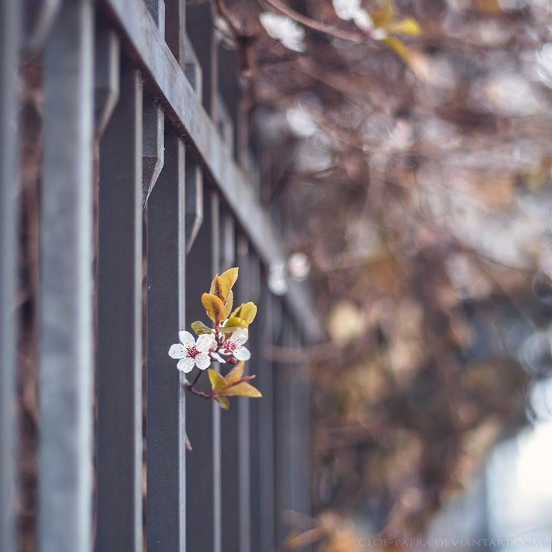 22.44 spring in the city by cloe-may