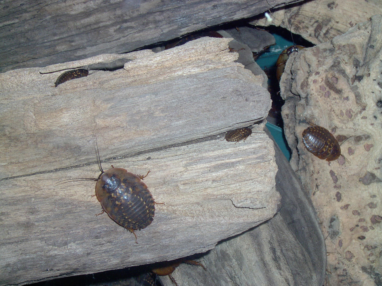 Cockroach on Wood by ManixTT-stock