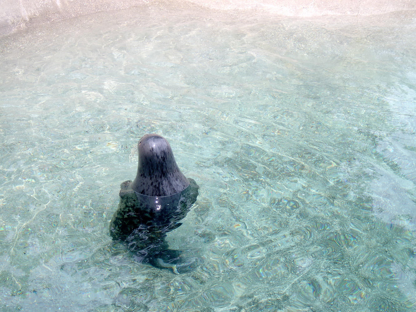 Seal Head Out of Water by ManixTT-stock