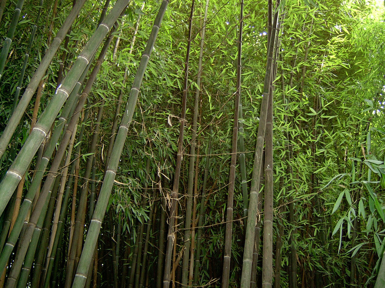 Bamboo 1 by ManixTT-stock