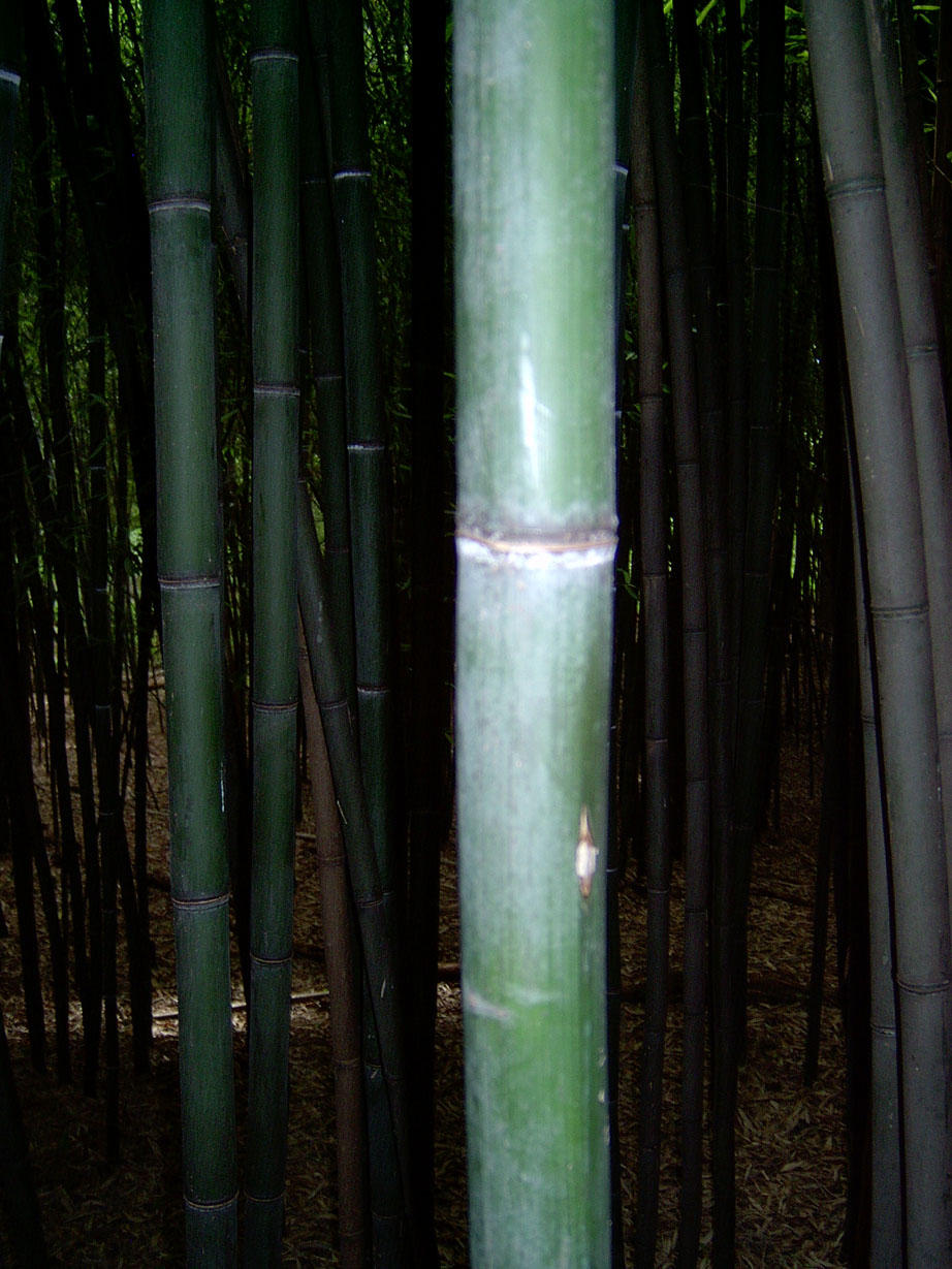 Bamboo 2 by ManixTT-stock