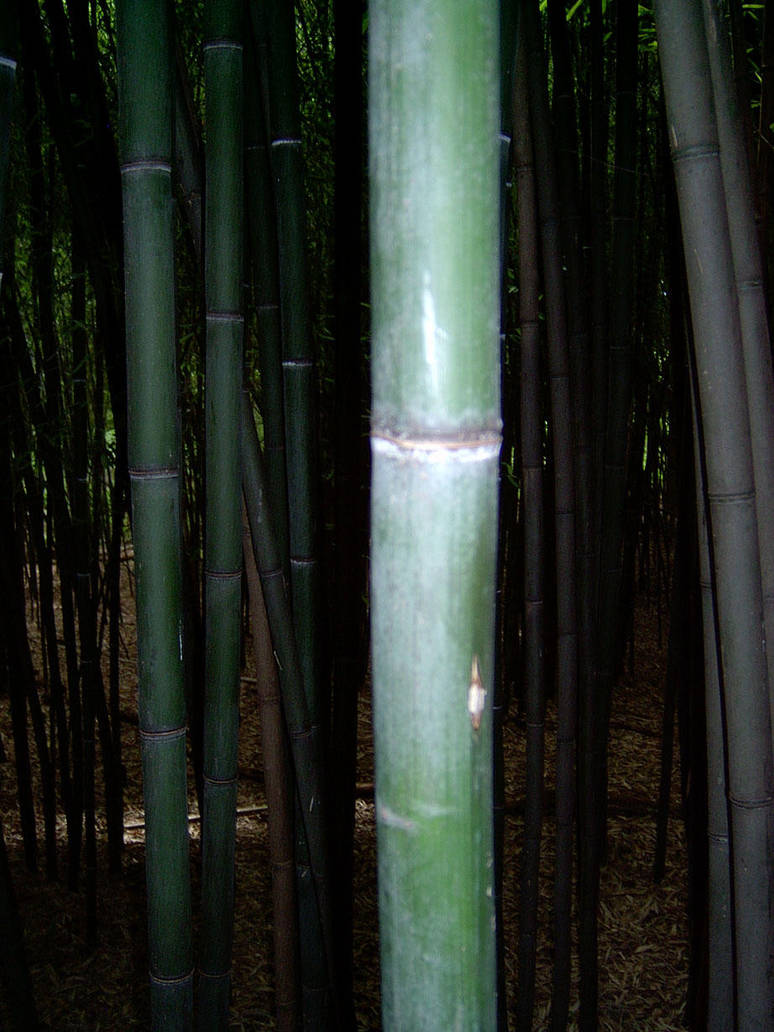 Bamboo 2 by ManixTT-stock
