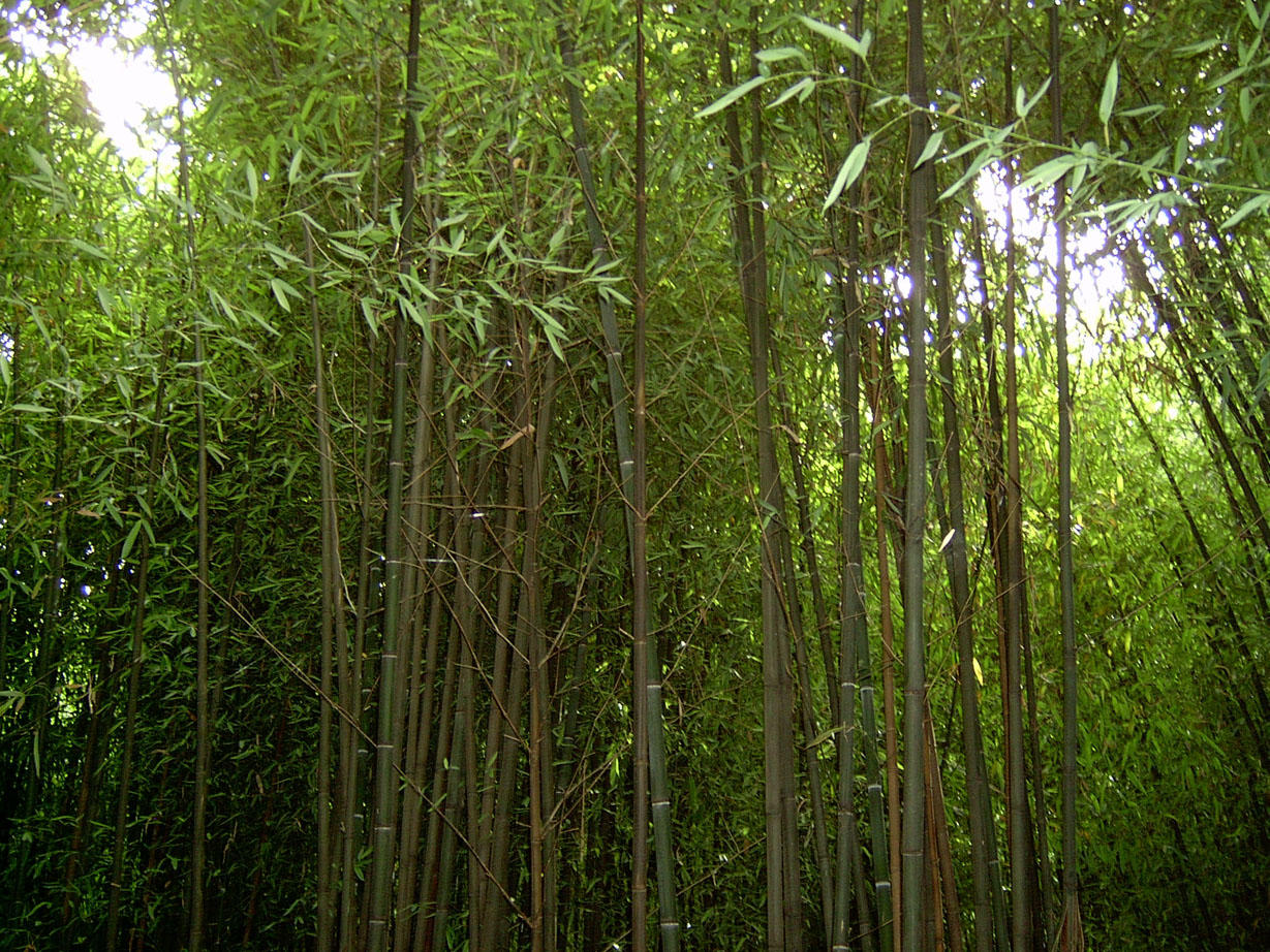 Bamboo 3 by ManixTT-stock