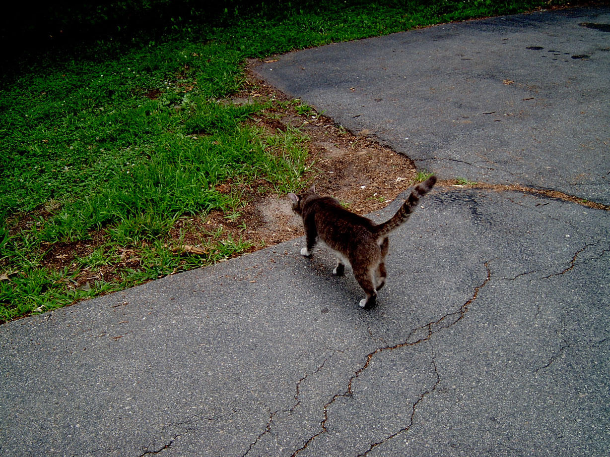 Cat Walking by ManixTT-stock