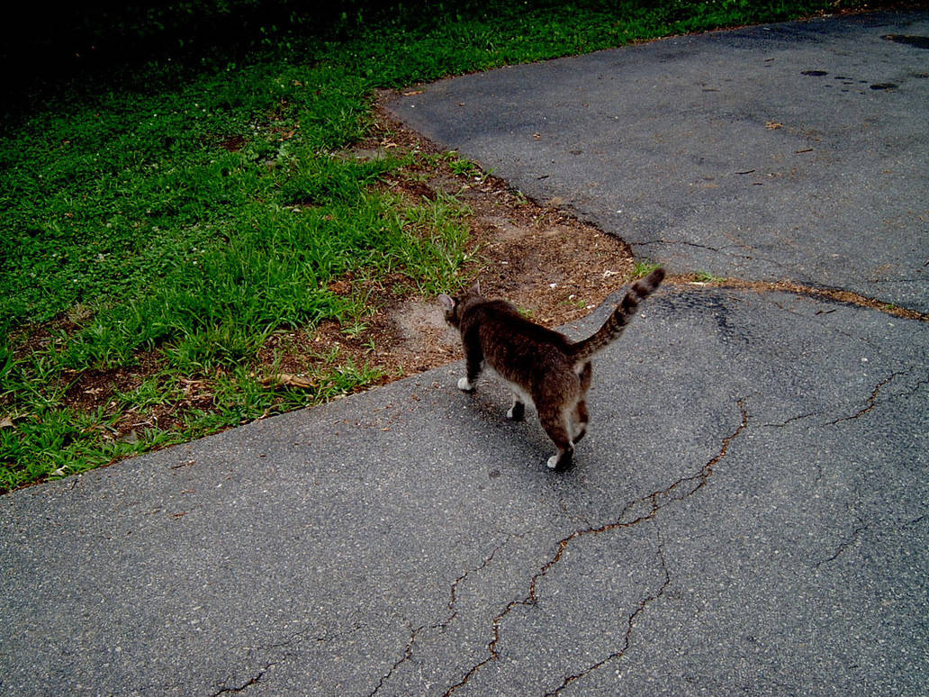 Cat Walking by ManixTT-stock