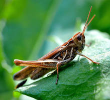 Mother nature 2 by KatarzynaEs