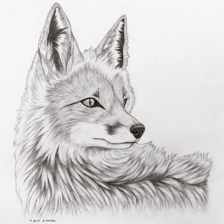 Fox Realism Pencil Sketch by Nostalga on DeviantArt