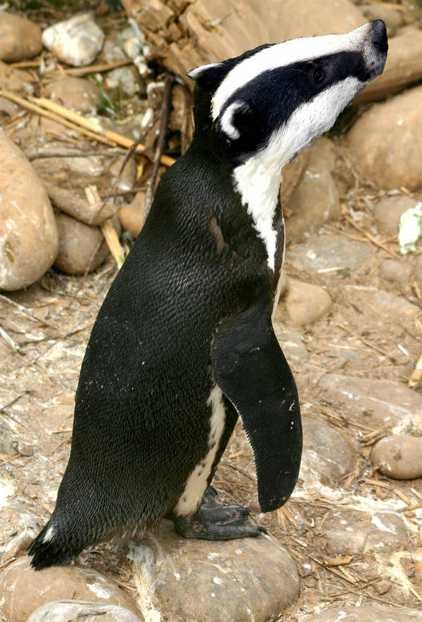 Devious Badguin by hosmer23