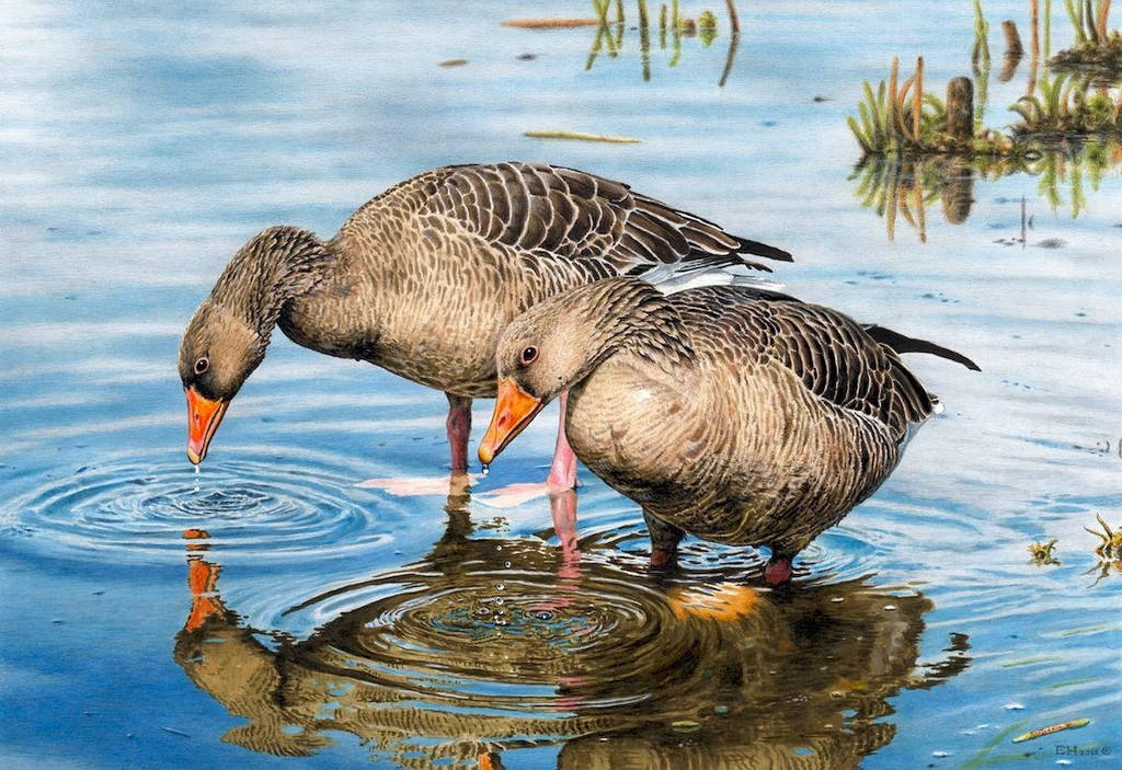 Graylag Geese Drawing by EsthervanHulsen Graylag Geese Drawing by EsthervanHulsen