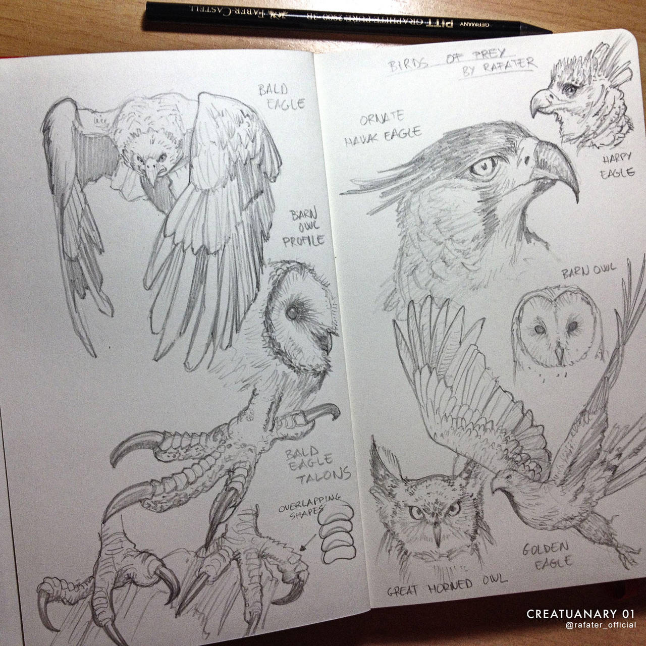 Creatuanary 01 Birds Of Prey Studies by rafater