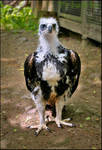 Golden eagle child by Triumfa