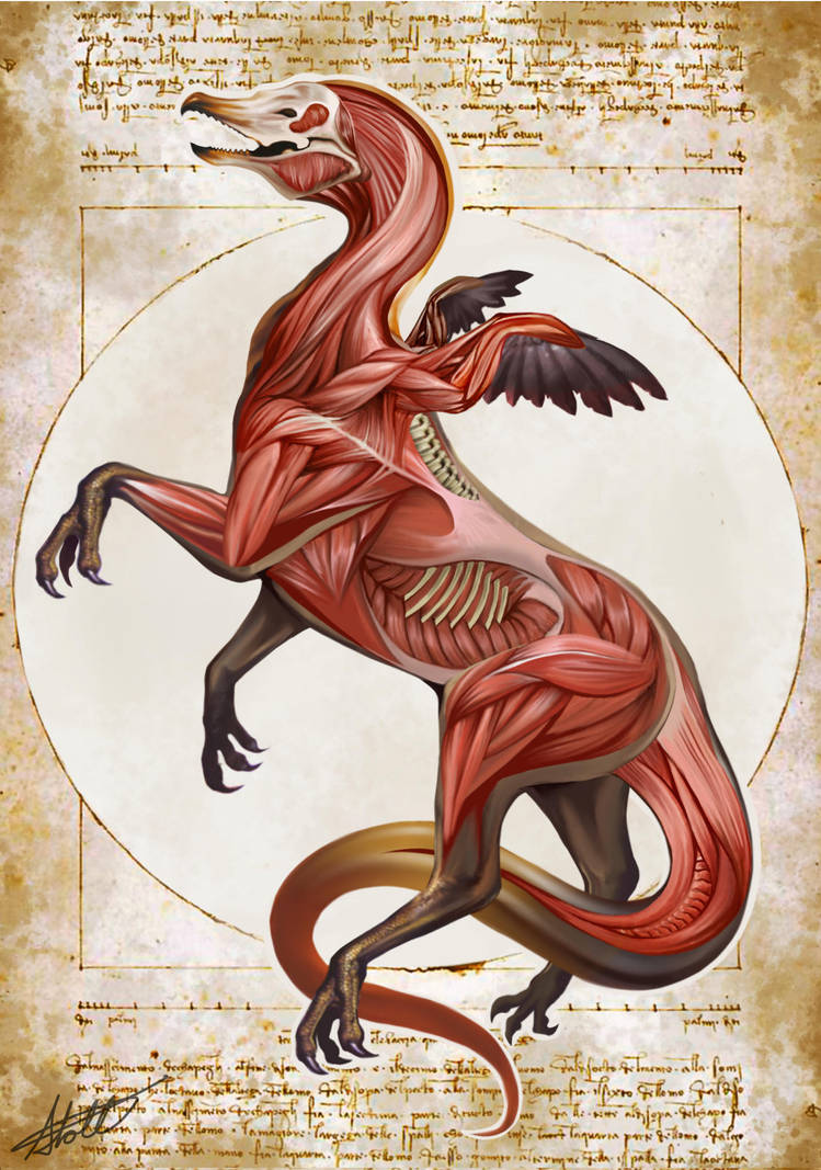 Griffin Anatomy Natural History Of The Fantastic By Christopher Stoll On Deviantart