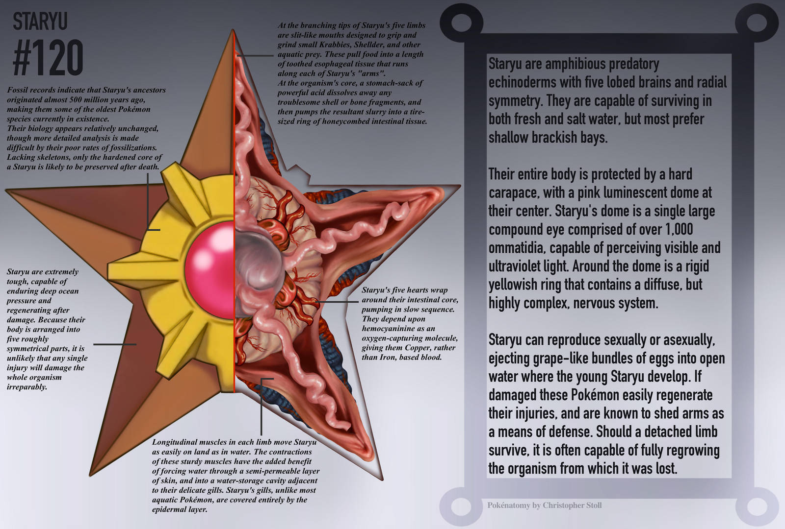 Staryu Anatomy- Pokedex Entry by Christopher-Stoll