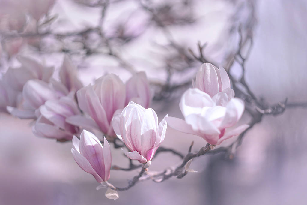 Magnolia by wiwionart Magnolia by wiwionart