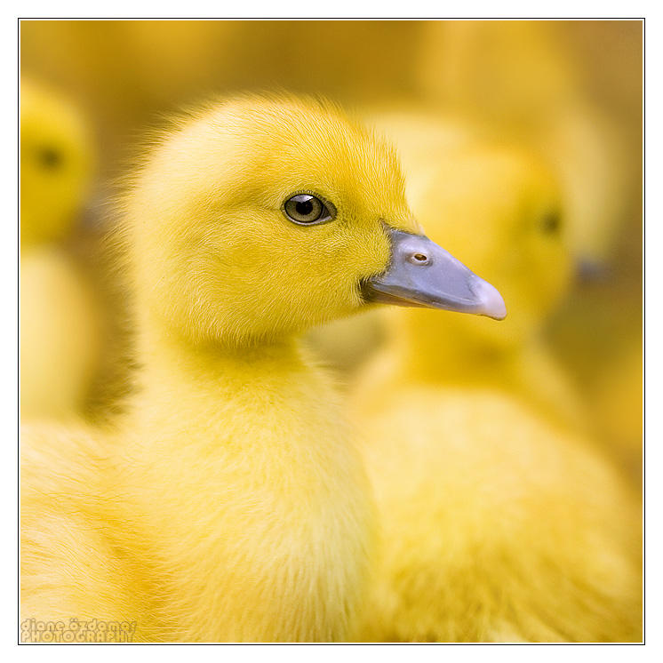 Almost Monochrome by DianePhotos