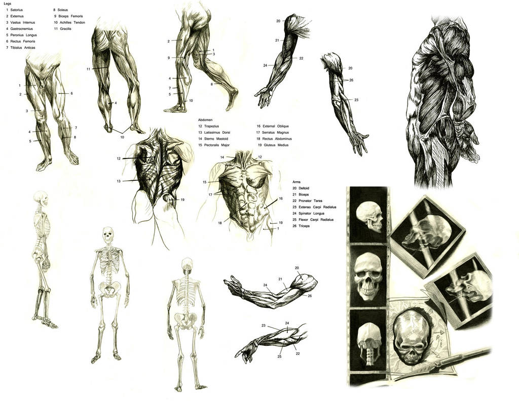 Human parts by A-Nessessary-Studio on DeviantArt