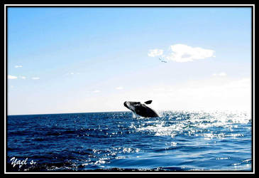 Whale by yaelse