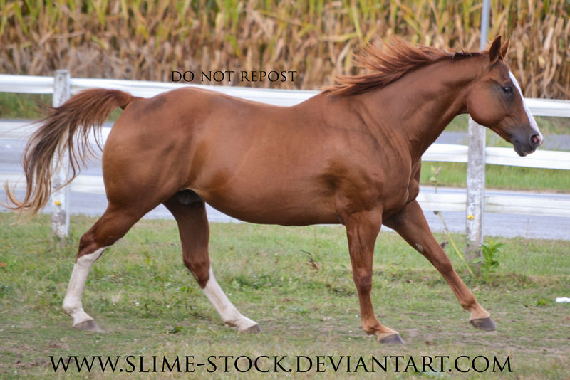 gaited quarter horse canter by slimestock on DeviantArt