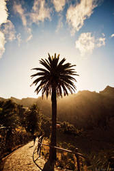 Palm Tree by KrisSimon