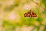 Hovering by KrisSimon