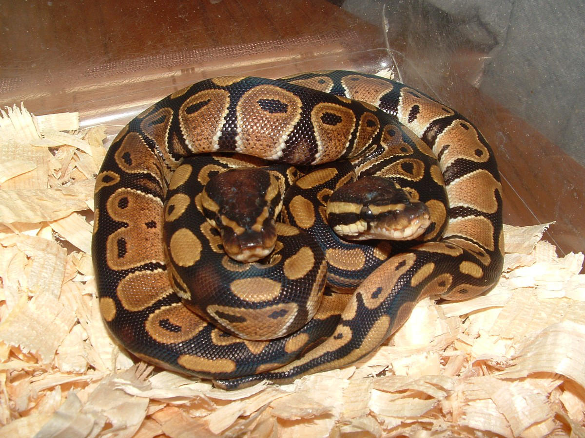 jes python download jes python download