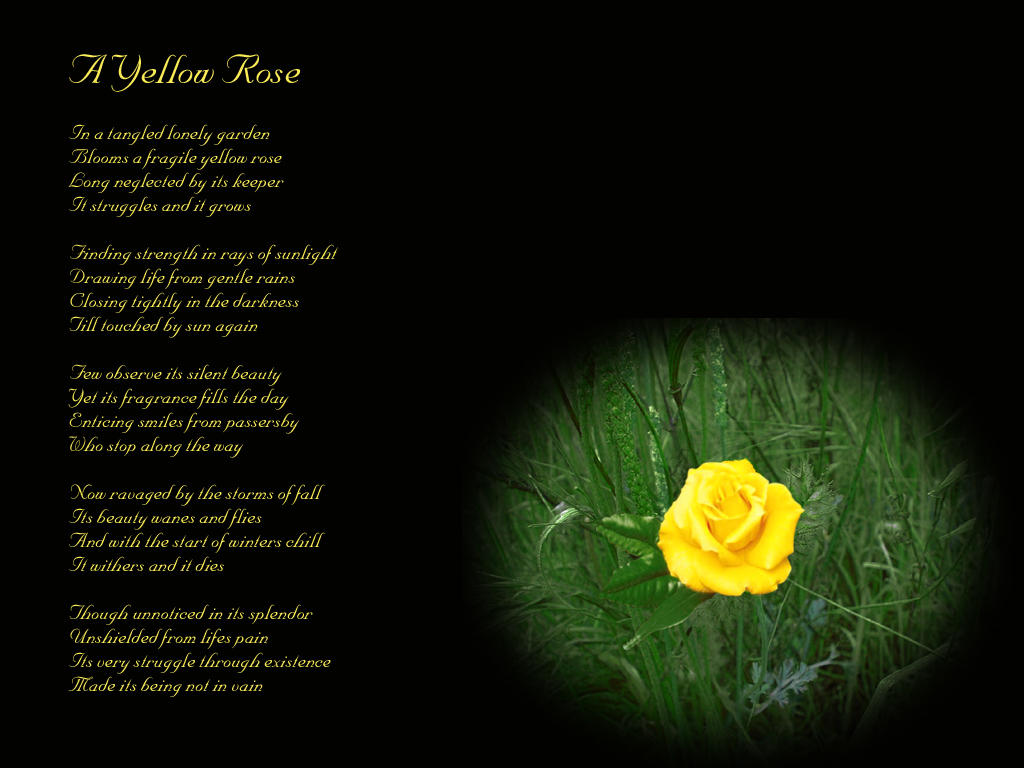 A Yellow Rose Poem Wall by midnightstouch on DeviantArt