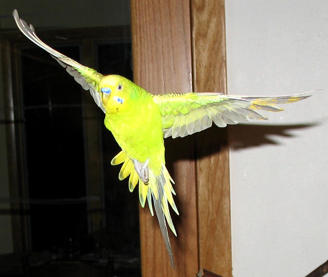 Budgie in Graceful Flight by greencheek